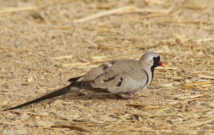 Namaqua Dove Oena capensis     Ketura , Arava valley 31-03-12  Lior Kislev